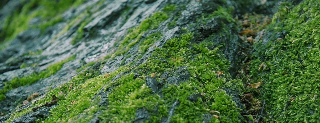 Green moss