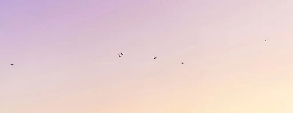 Birds in the sky