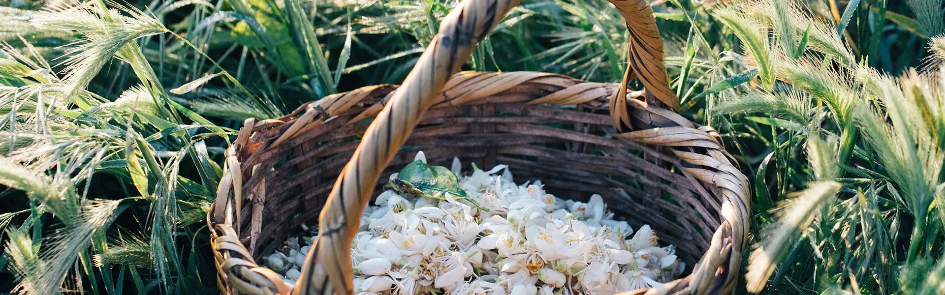 Basket with freshly picked neroli flowers