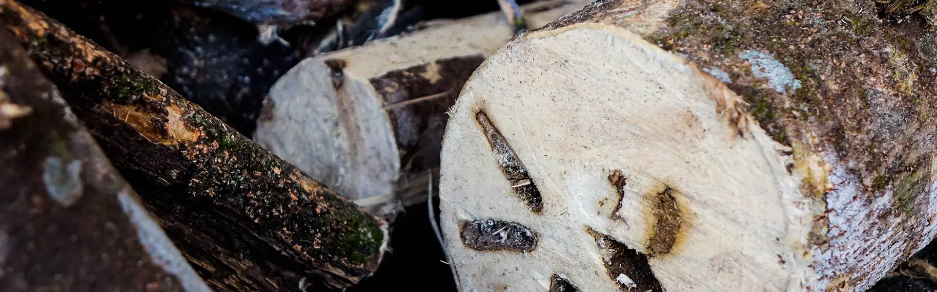 Front view of the end side of an Aquilaria tree