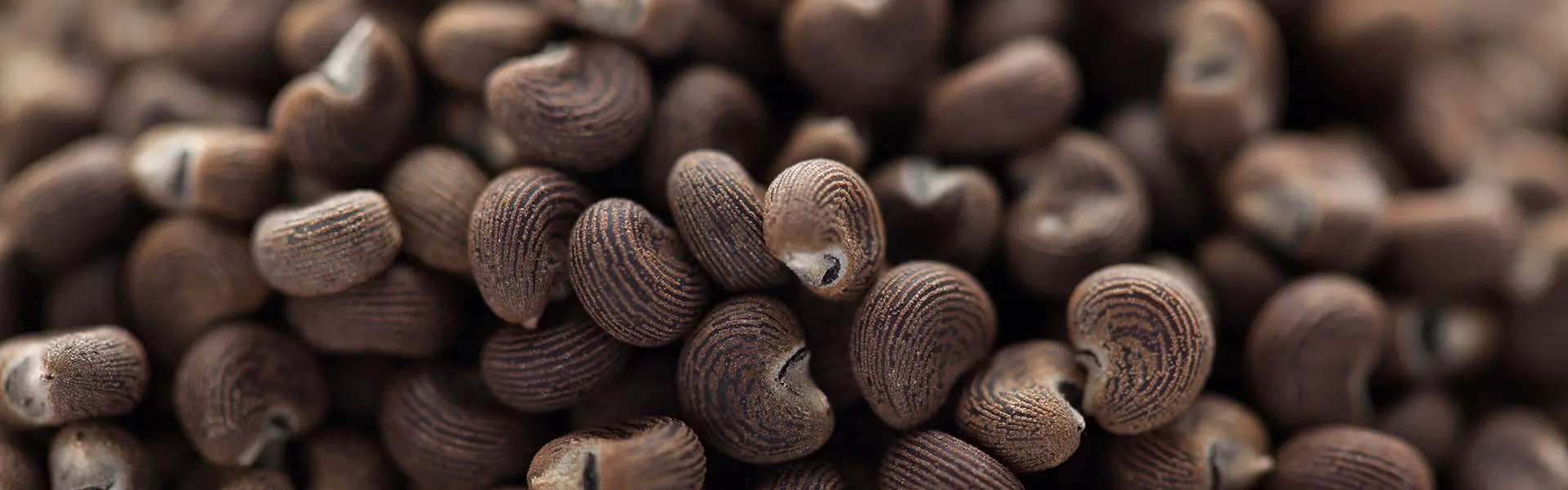 Seeds of the Hibiscus abelmoschus