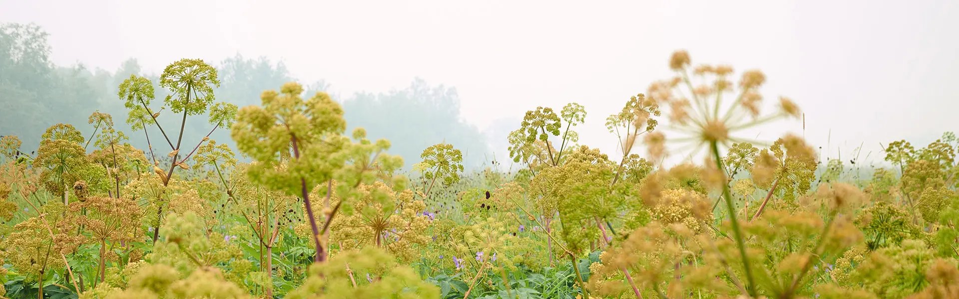 Angelica root plants