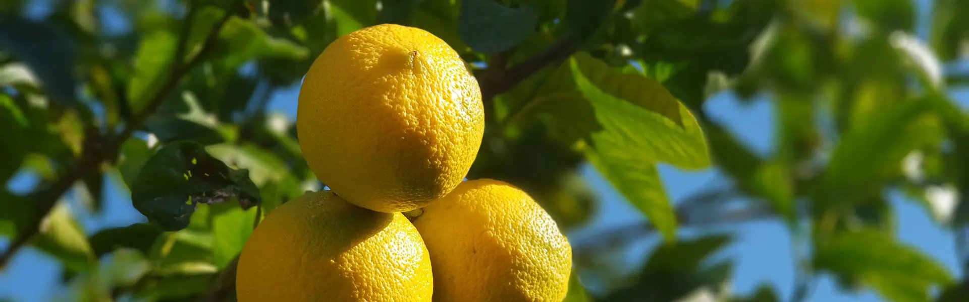 Bergamot fruit on tree
