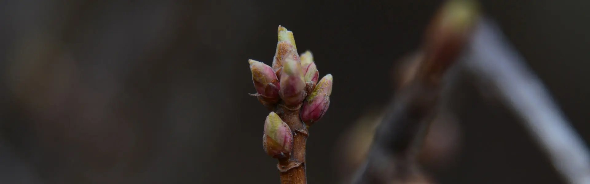 Bud of a blackcurrant