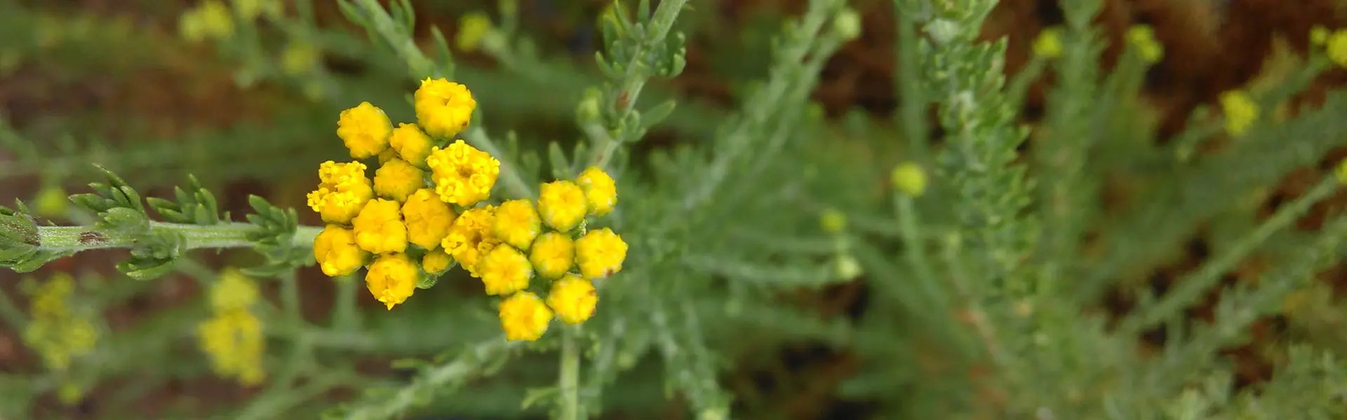 Flower of the blue tansy