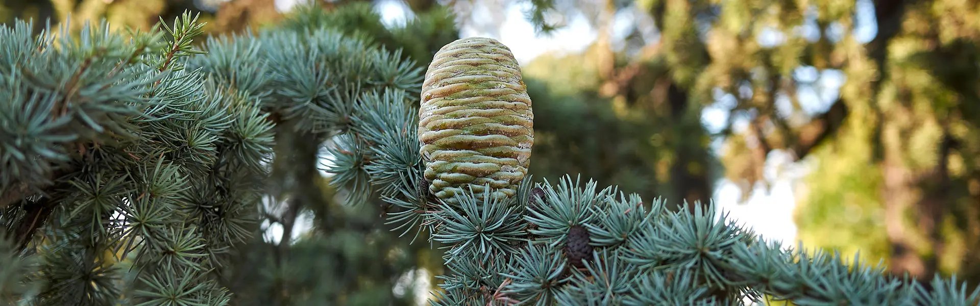 Atlas cedar