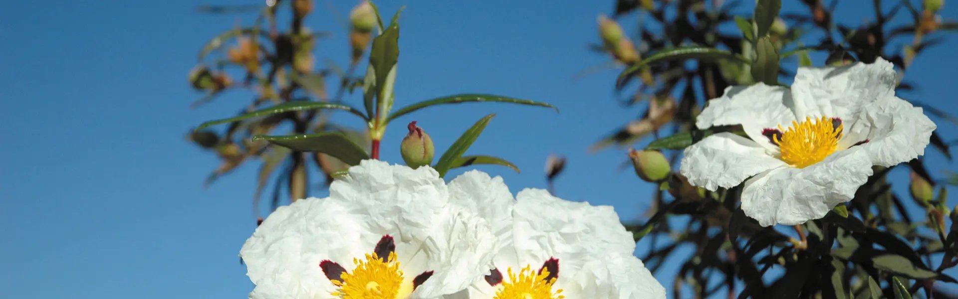 Cistus flowers