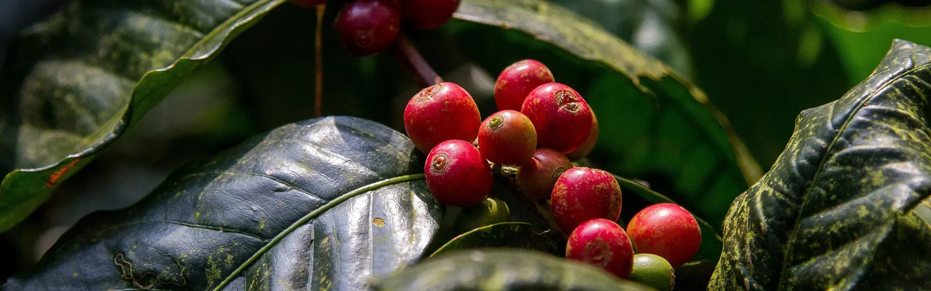 Fresh coffee cherries on a coffee tree