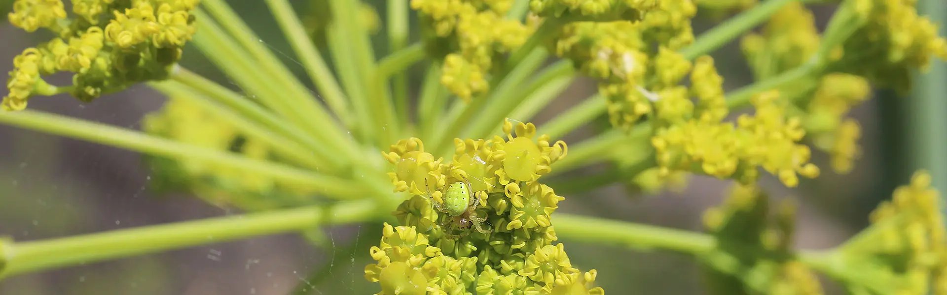 Flowers of the galbanum plant