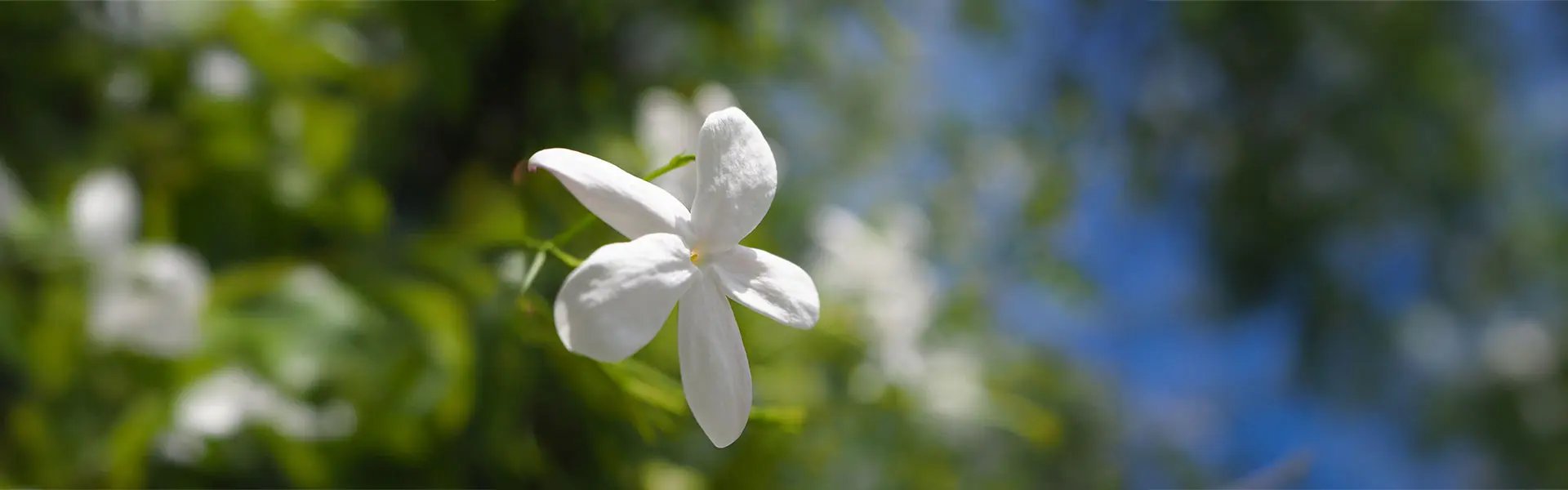 Jasminum grandiflorum
