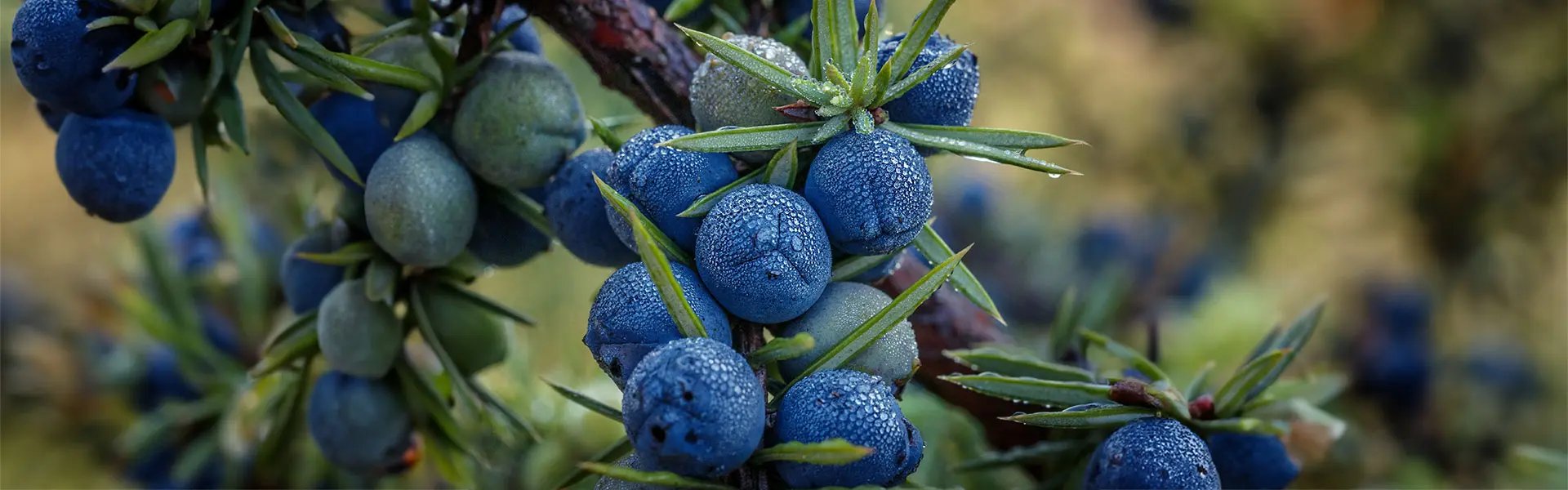 Juniperberry shrub
