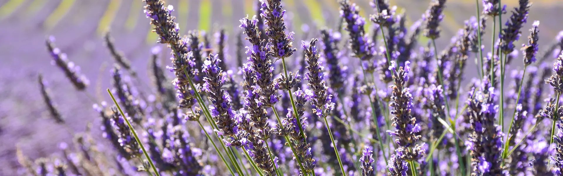 Lavandin plants
