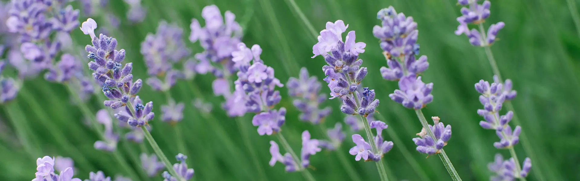 Lavender plants