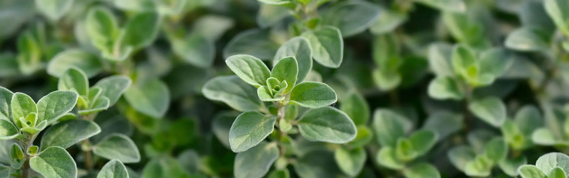 Marjoram plants