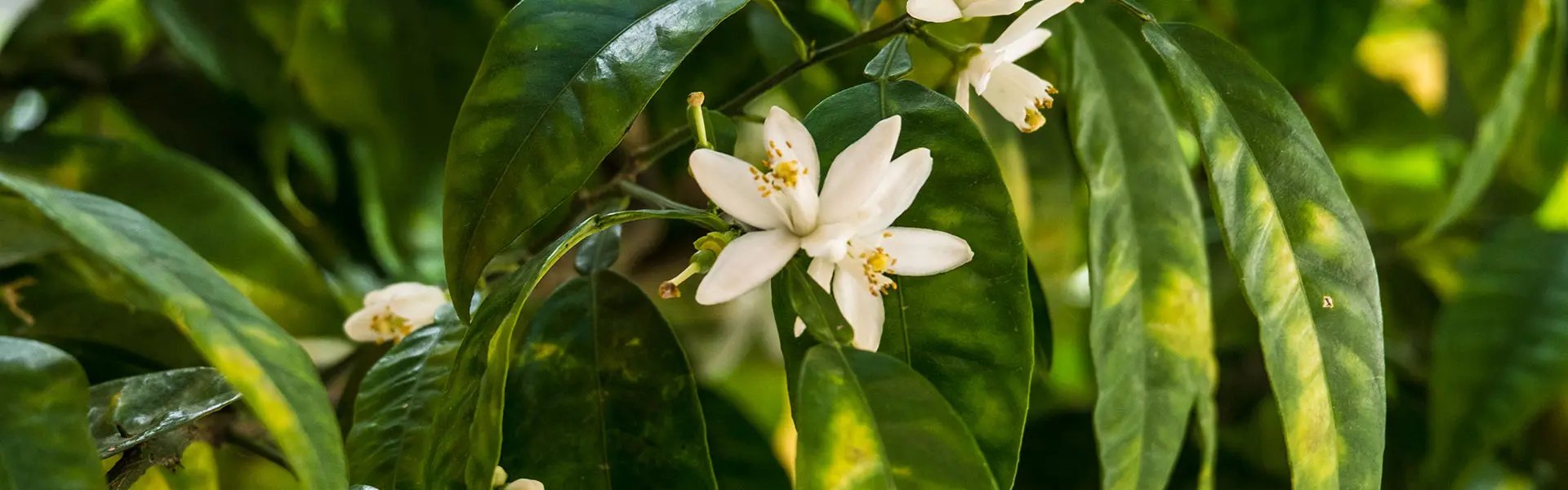 Neroli flowers