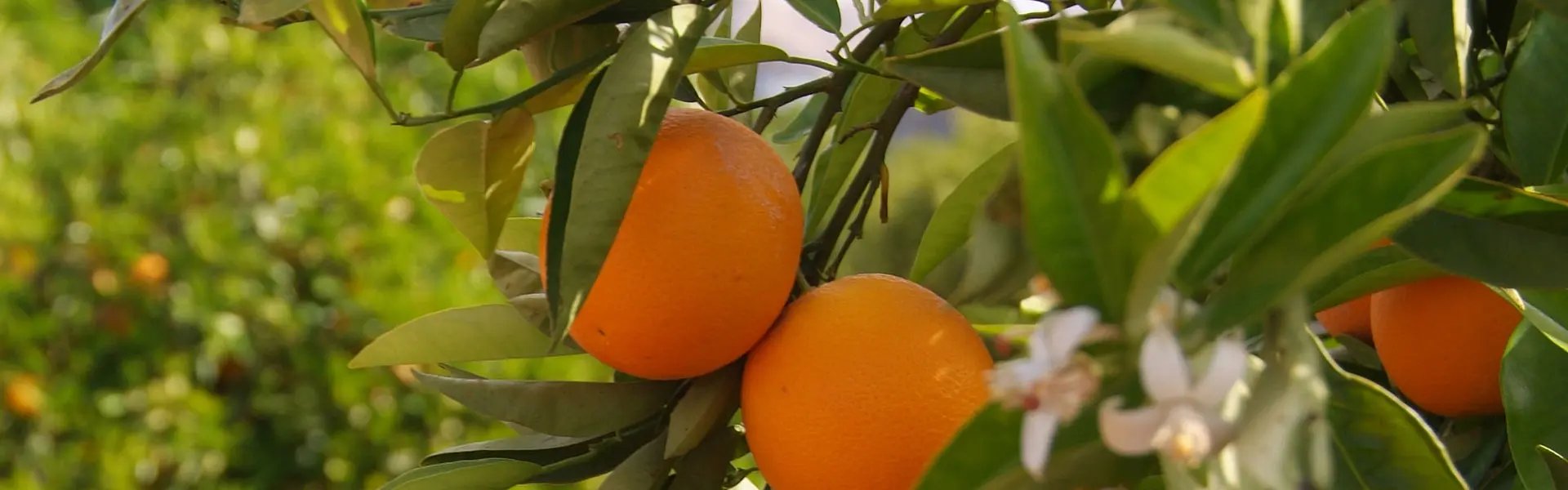 Oranges on an orange tree