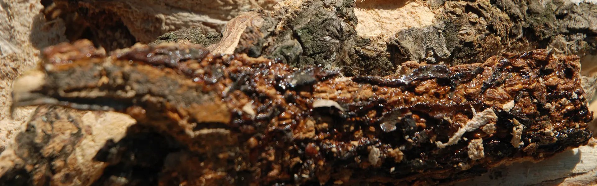 Gum of the balsam tree