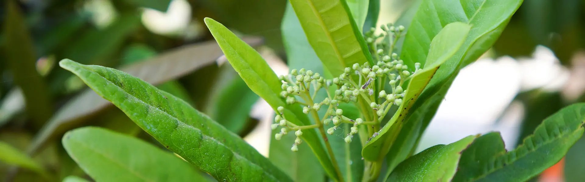 Young pimento berries on a pimenta tree