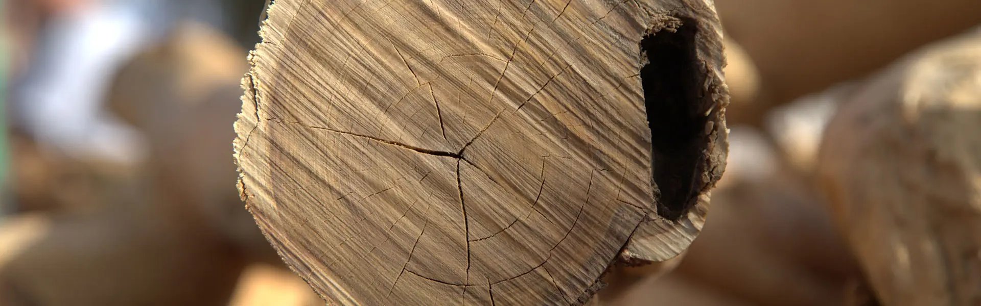 End view of sandalwood