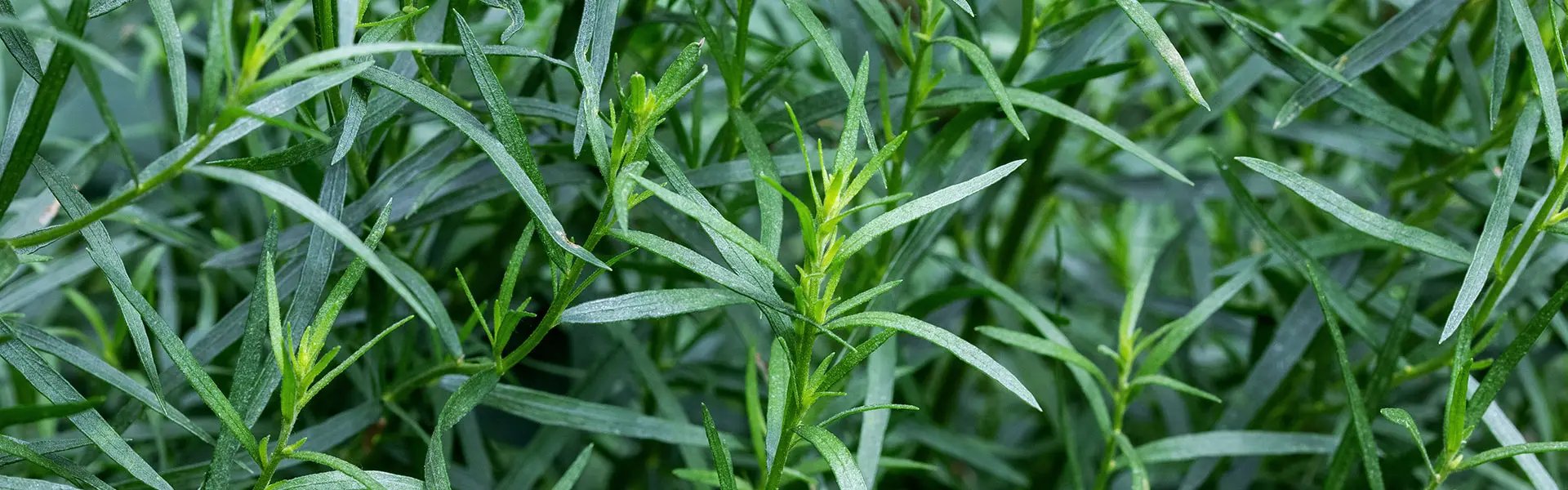 Tarragon plants