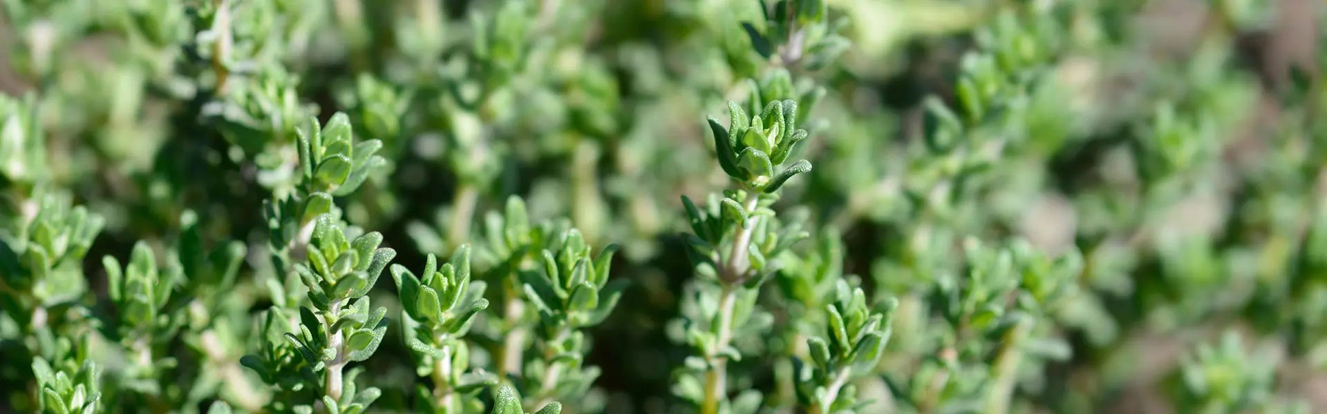 Red thyme plants