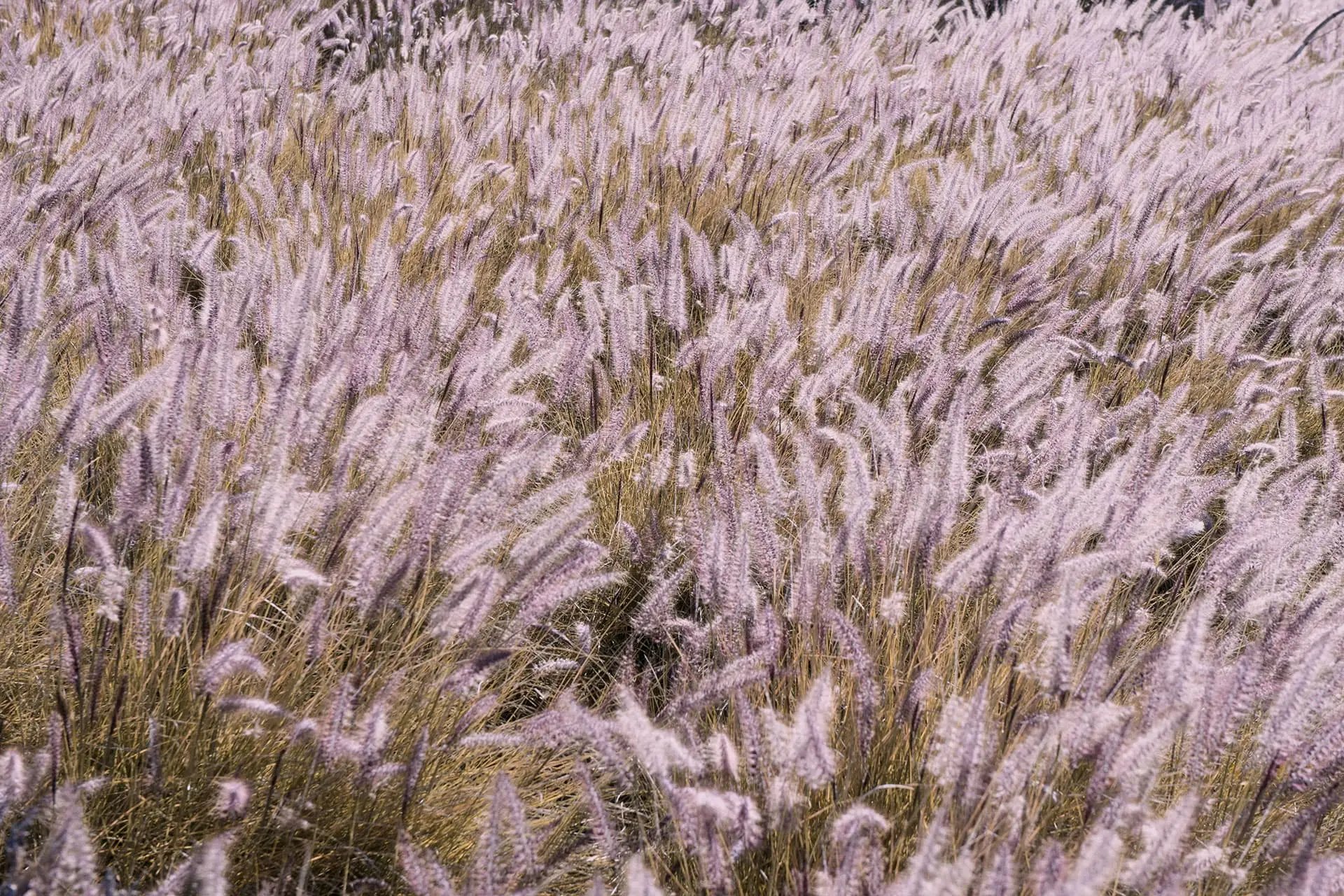 field