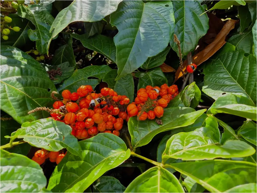 guarana