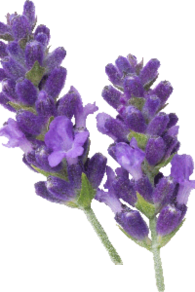 Lavender