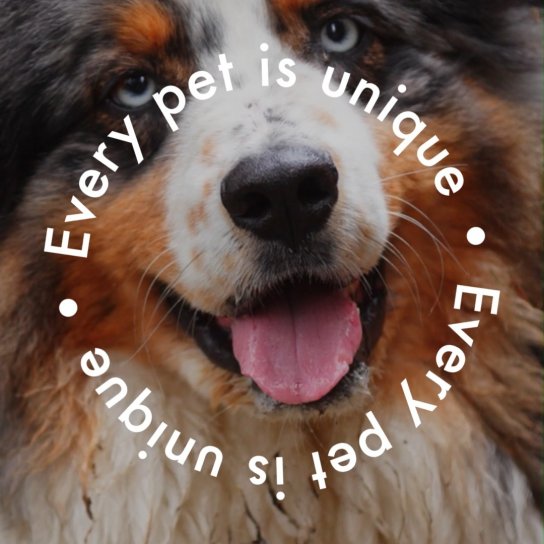 instagram post Every pet has their own p